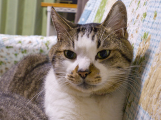 IMGP0390.jpg