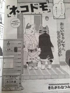 nekodomo_08_sam.jpg